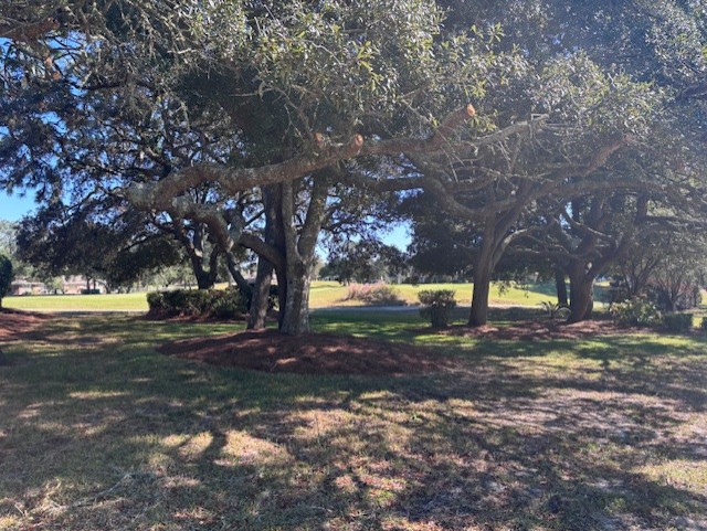 Mature oak trees along a lawn in Florida's Emerald Coast