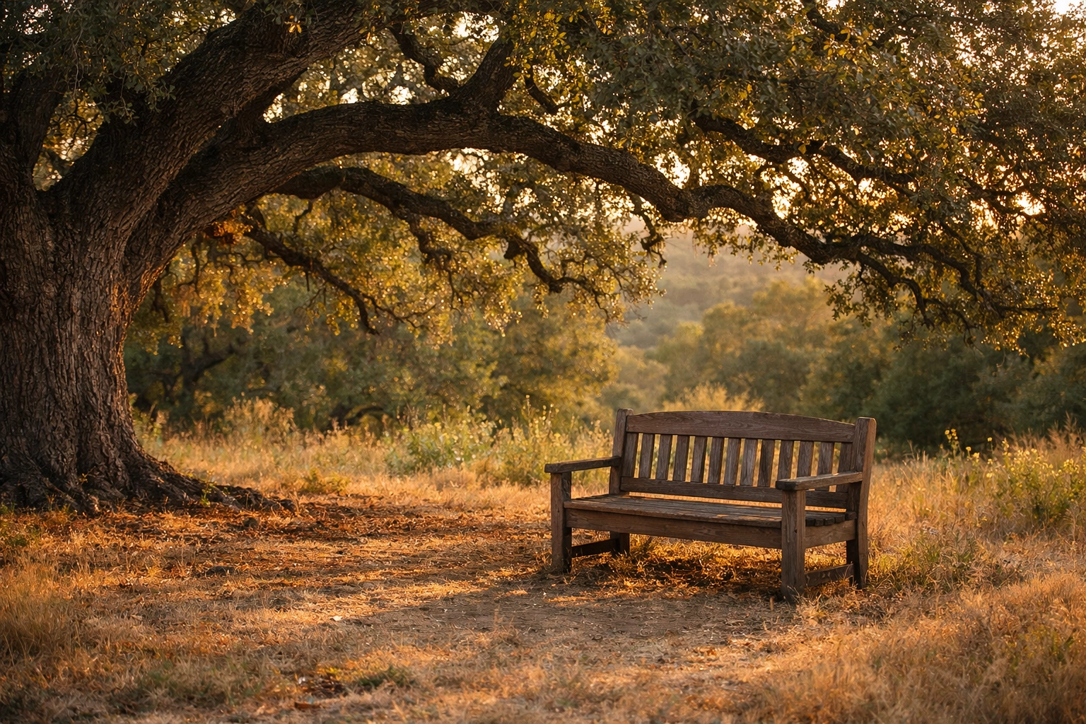 Peaceful bench under oak tree in Texas Hill Country recovery setting
