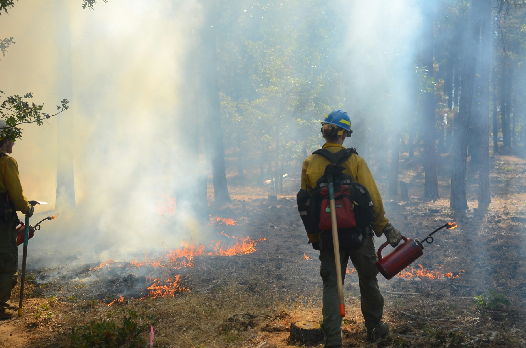 Wildland firefighters conducting a controlled burn