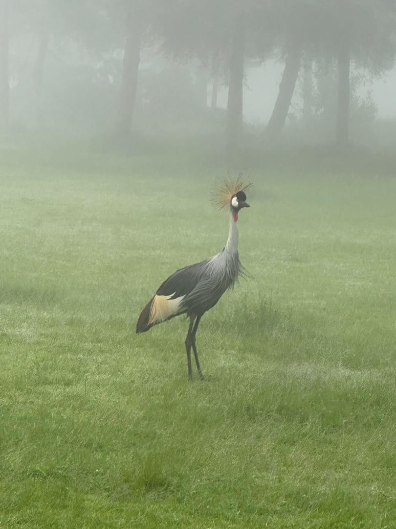 Grey Crowned Crane Uganda's national bird