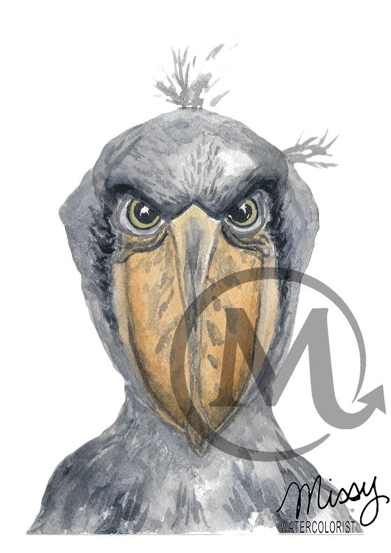 The Shoebill original watercolor print by Missy displayed in a mockup frame with watermark intact