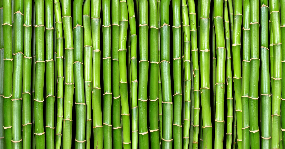 Vibrant green bamboo stalks representing the clean source of BPA-free toilet paper