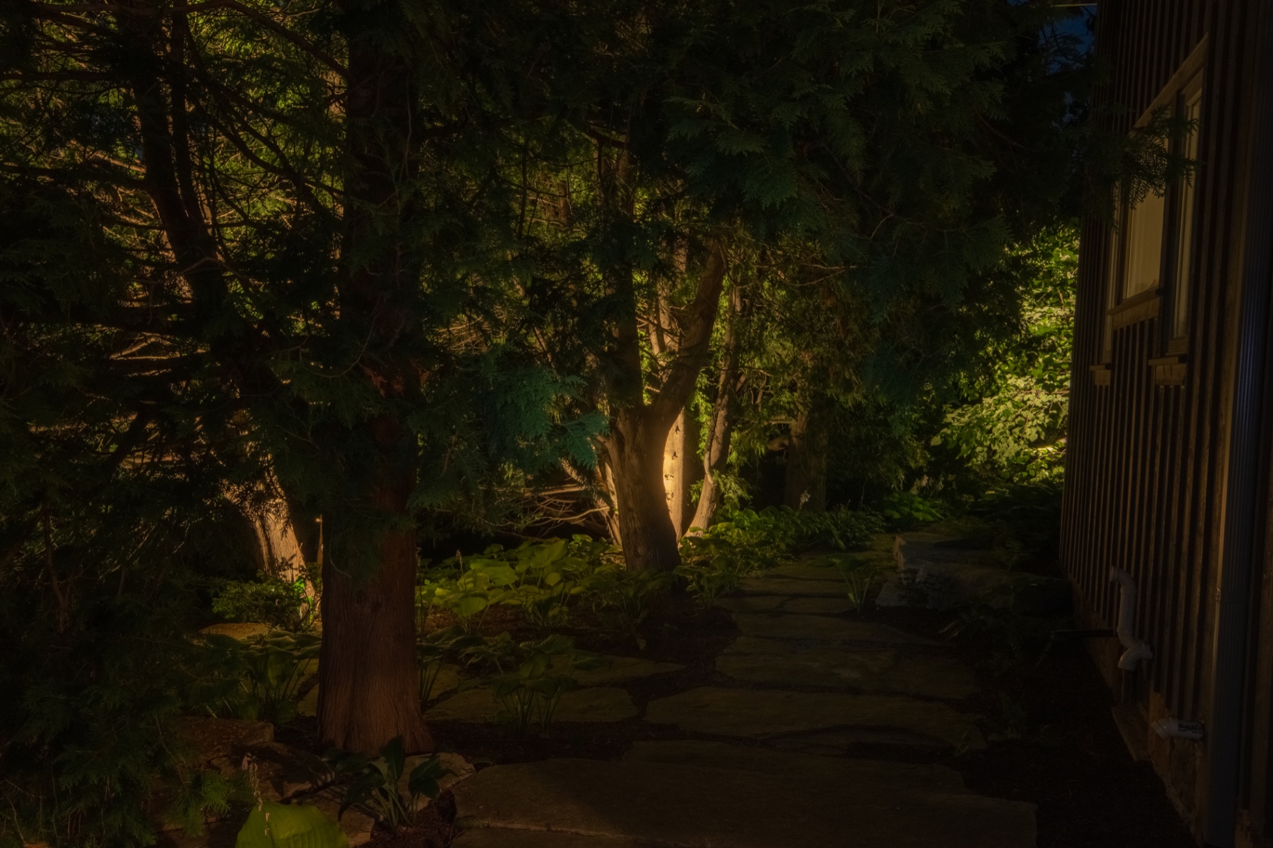 Woodland garden pathway lighting