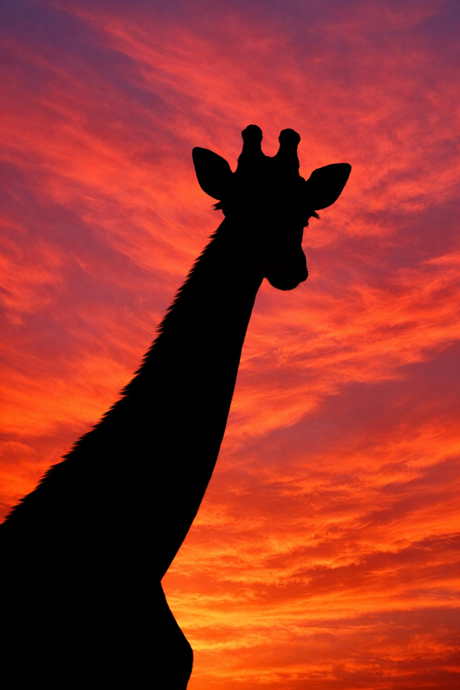Giraffe silhouette against sunset sky showing backlight photography technique