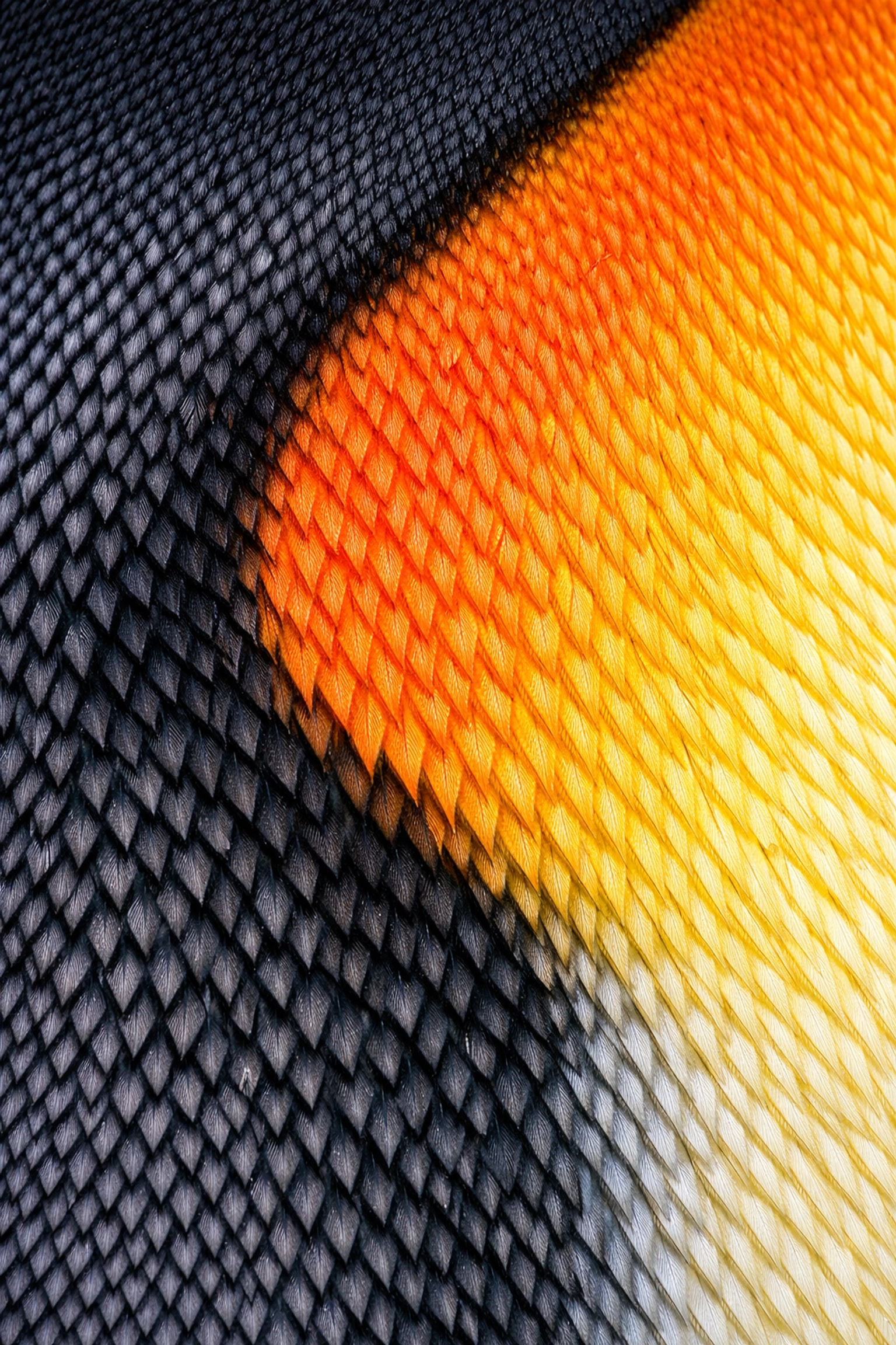 High-detail macro photo of King Penguin feathers illustrating animal anatomy for educational zoo marketing.