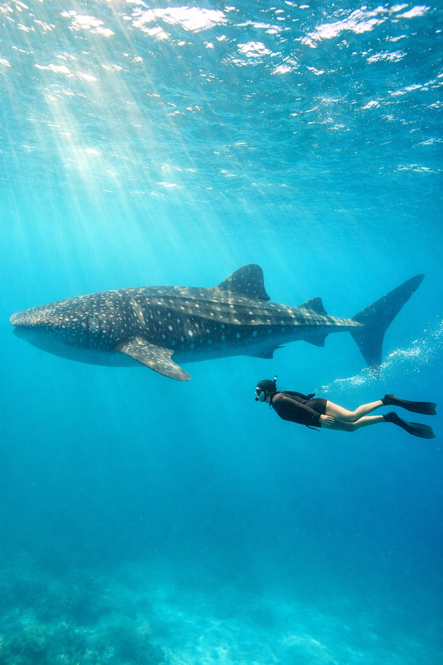 Snorkeler swimming with whale shark in La Paz, Baja California