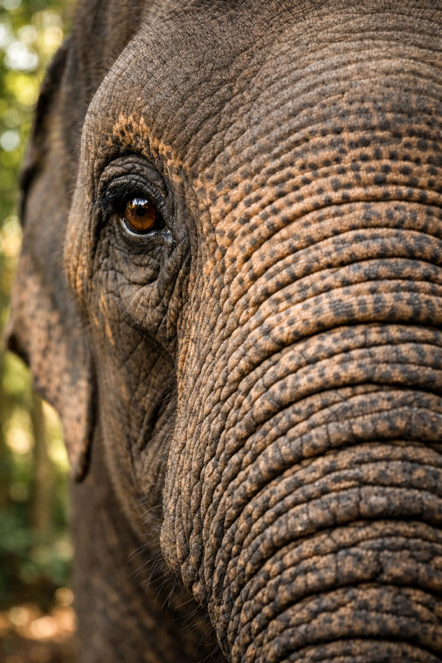 Detailed close-up portrait of an Asian elephant highlighting species personality and beauty.