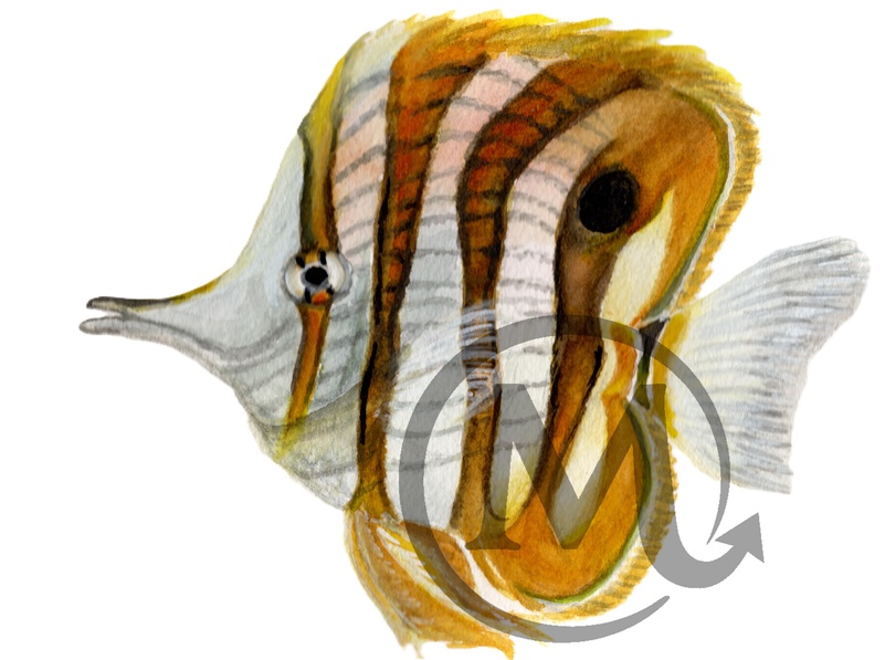 Copperband Butterflyfish Watercolor Illustration