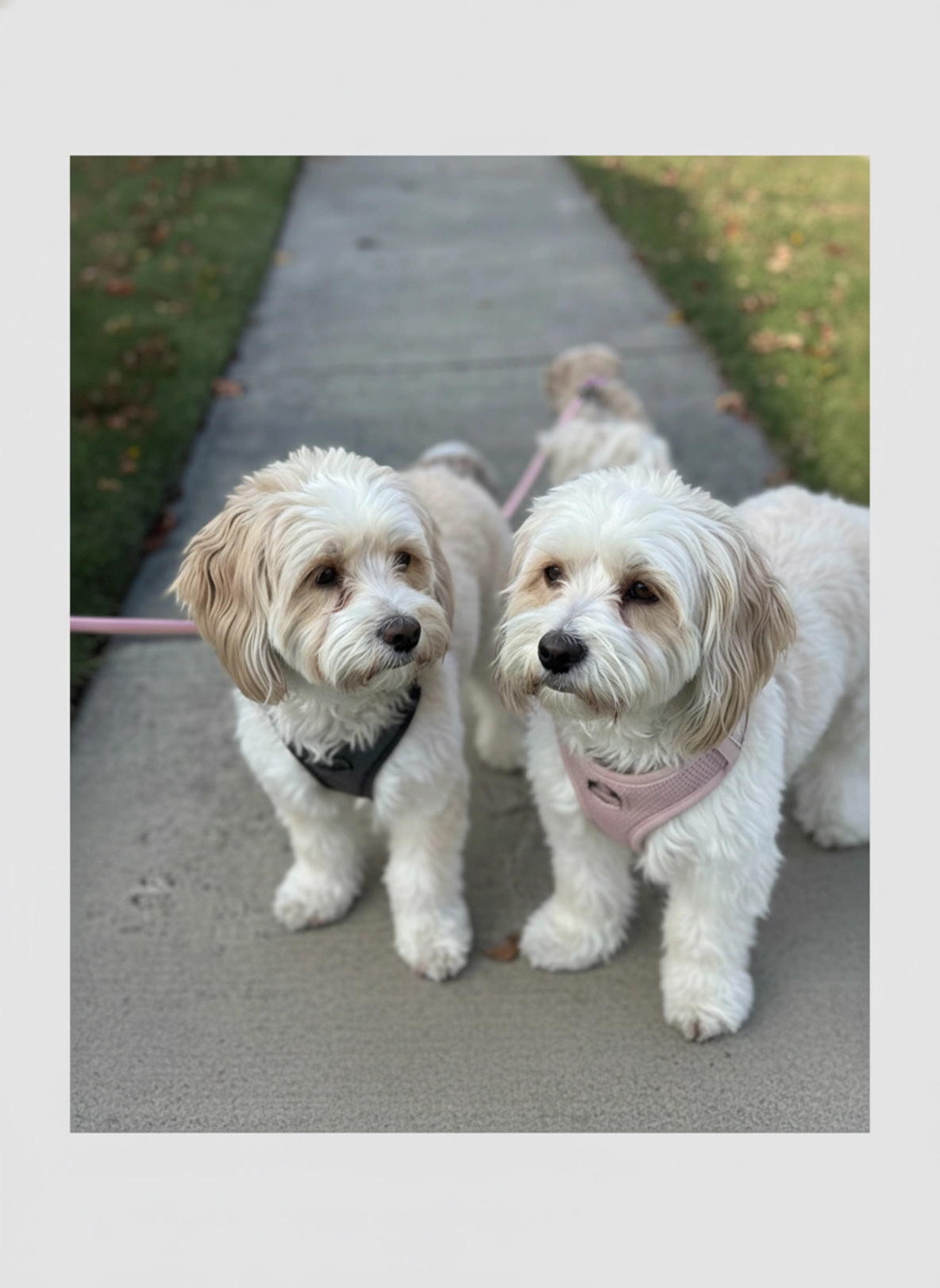 Struggling to Find Time for Dog Walks? Here's How to Choose the Best Dog Walker in Leesburg VA