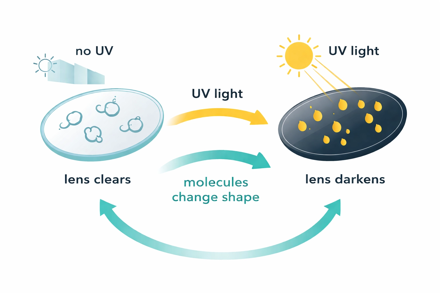 Transitions vs photochromic lenses infographic - UV light activates molecules so lenses darken, then clear again without UV