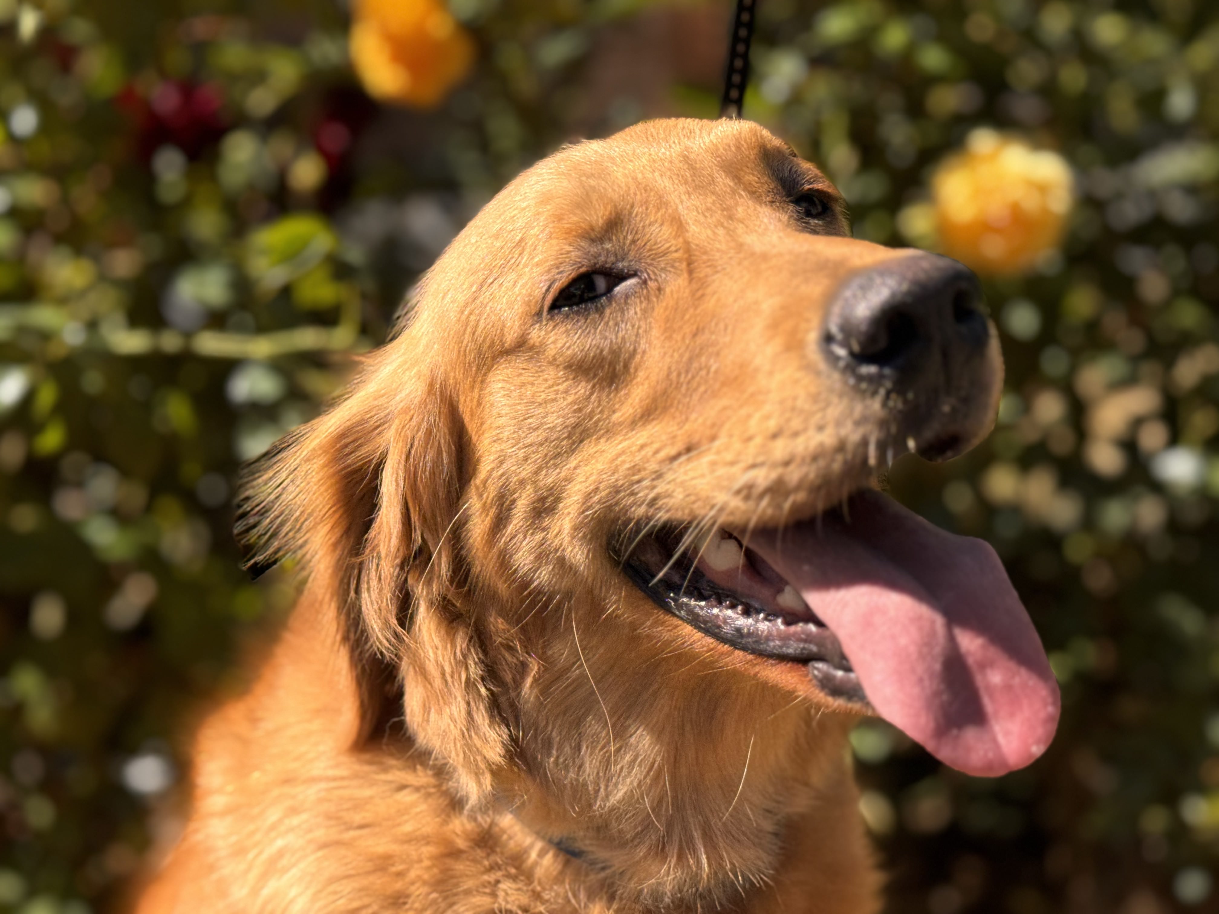 A happy golden retriever outdoors at Green Acres K-9 Resort