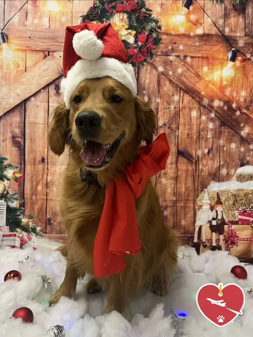 A happy Golden Retriever wearing a Santa hat and a red bow sits in a festive, wintery-themed indoor play area with ornaments and warm lights.