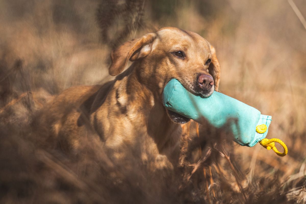 focused-retriever-gundog-training-dummy-tall-grass.jpeg