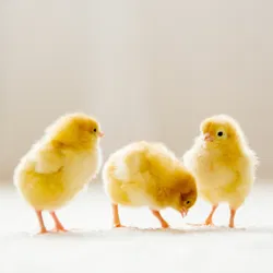 Three healthy, alert yellow chicks standing on a clean surface