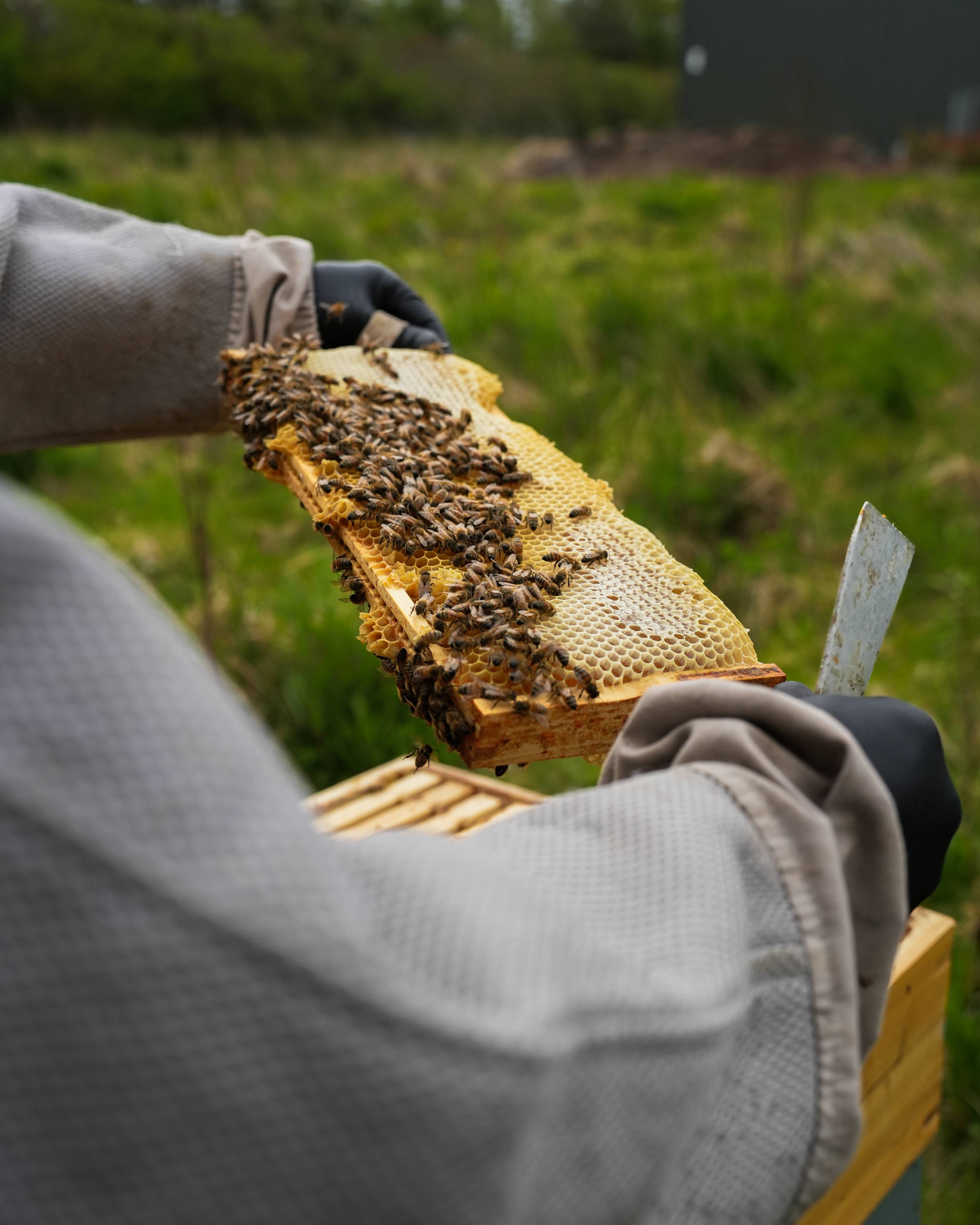 Crawley Bees beekeeper inspects honeycomb frame