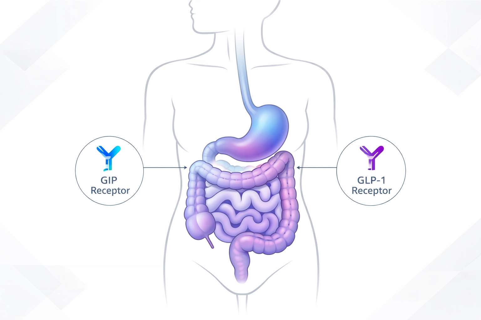 How GLP-1 medications like tirzepatide work in the digestive system
