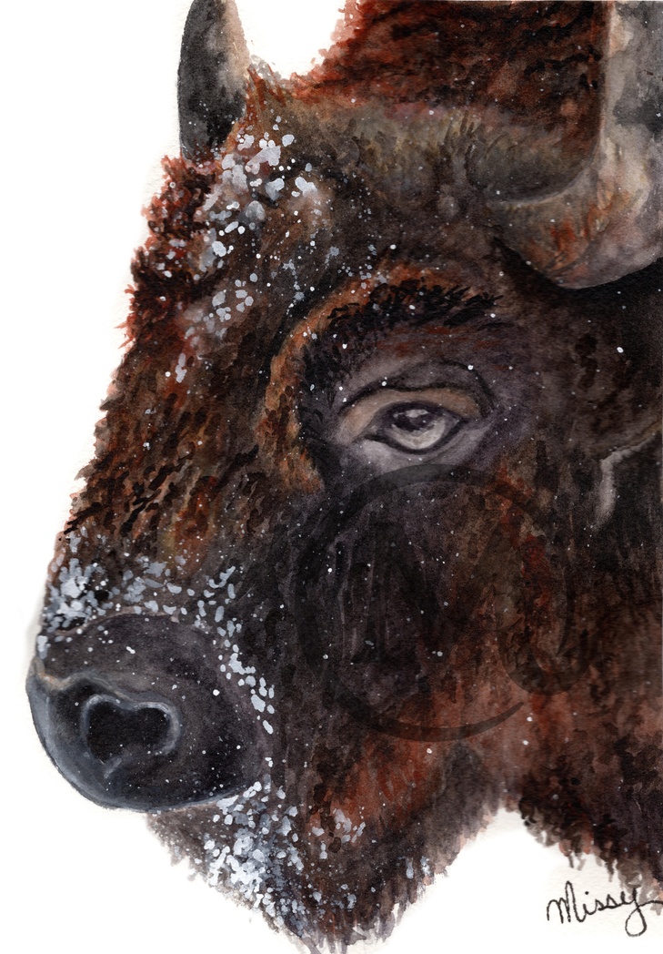 Watercolor Bison print by Missy