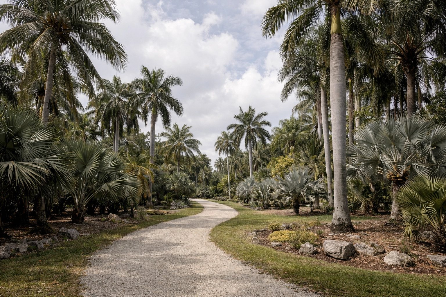 Exotic palm glade at Fairchild Tropical Botanic Garden, a perfect location for stunning landscape photography in Miami.