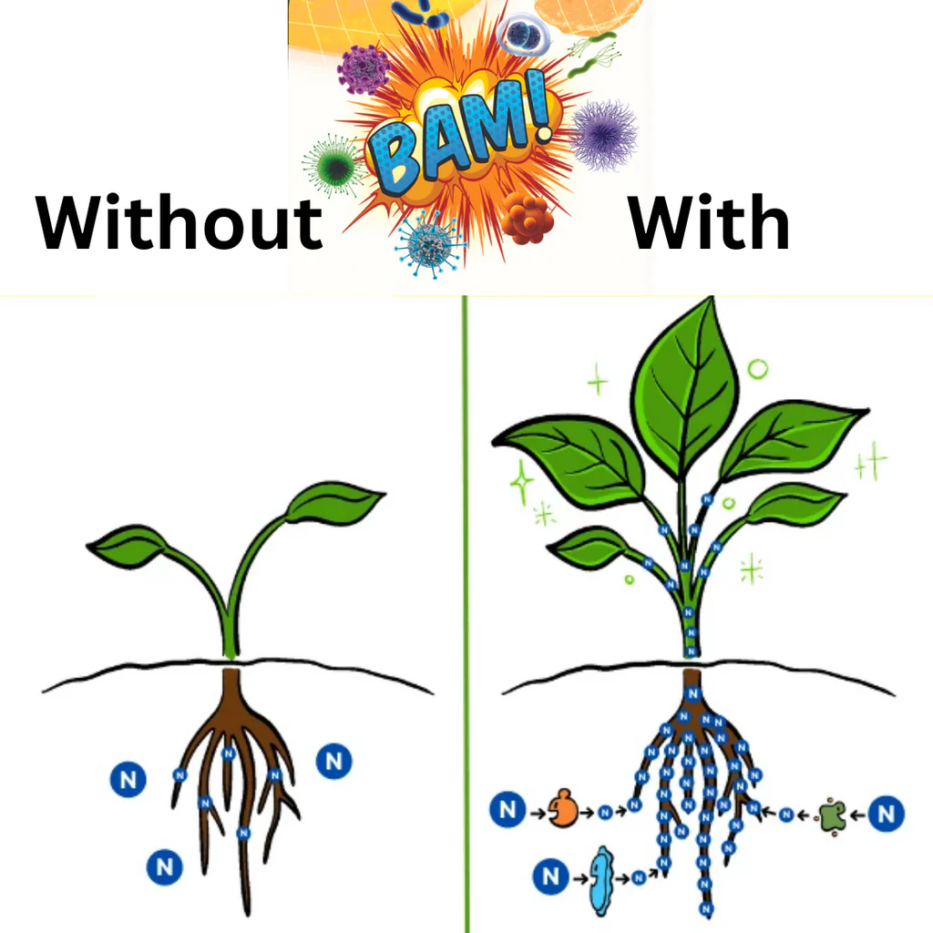 Plant Growth Comparison