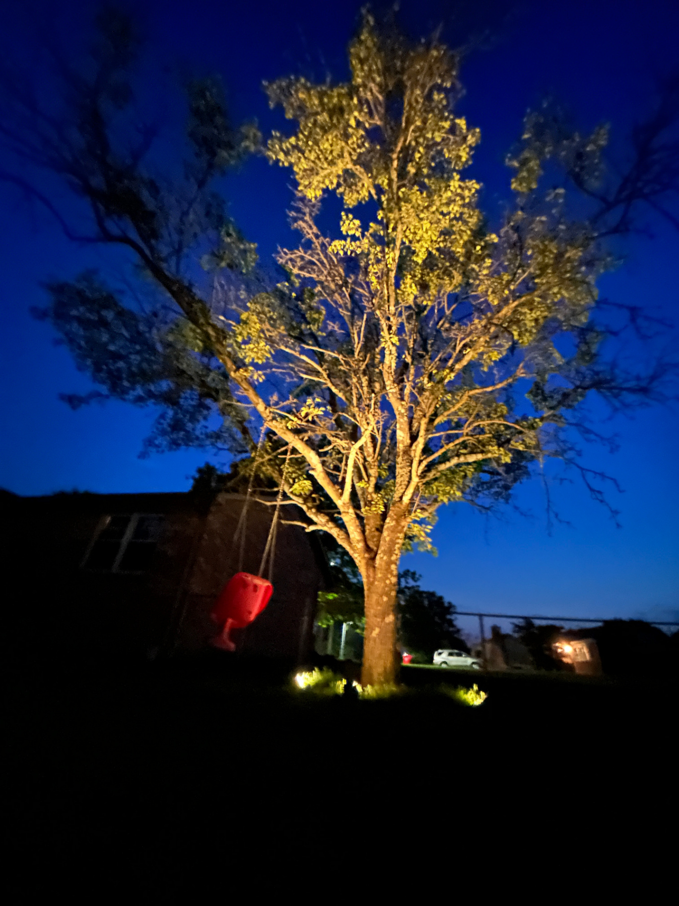 Custom low-voltage uplighting on large tree at dusk