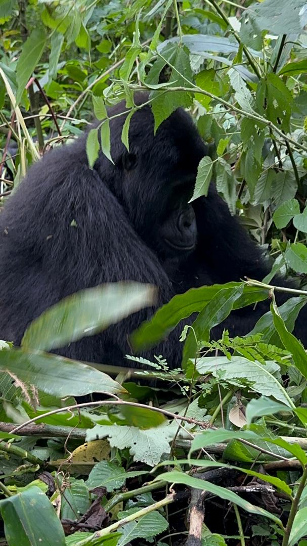 Rwanda Gorilla Trekking in Bwindi – close encounter