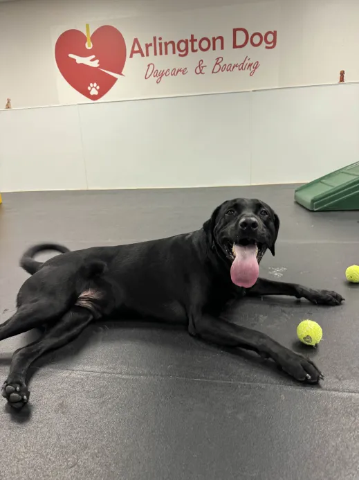 A black Labrador resting on a clean, spacious indoor play floor with tennis balls nearby, looking content and relaxed in a professional daycare setting.