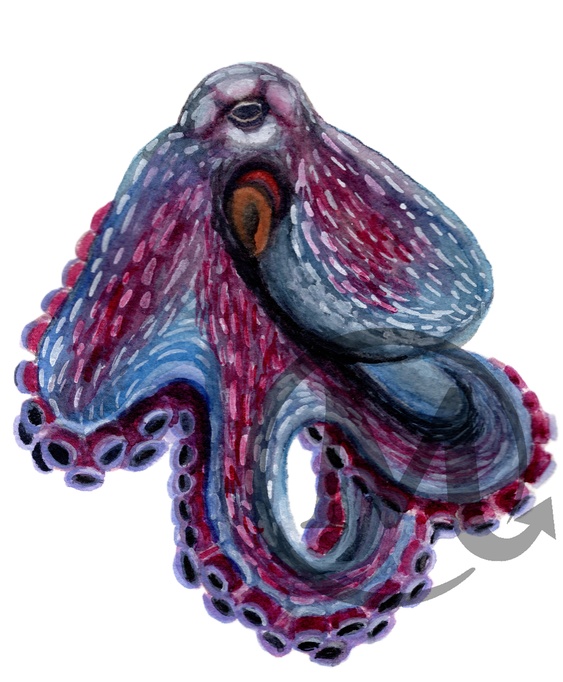 Vibrant Octopus watercolor print (Missy original art)