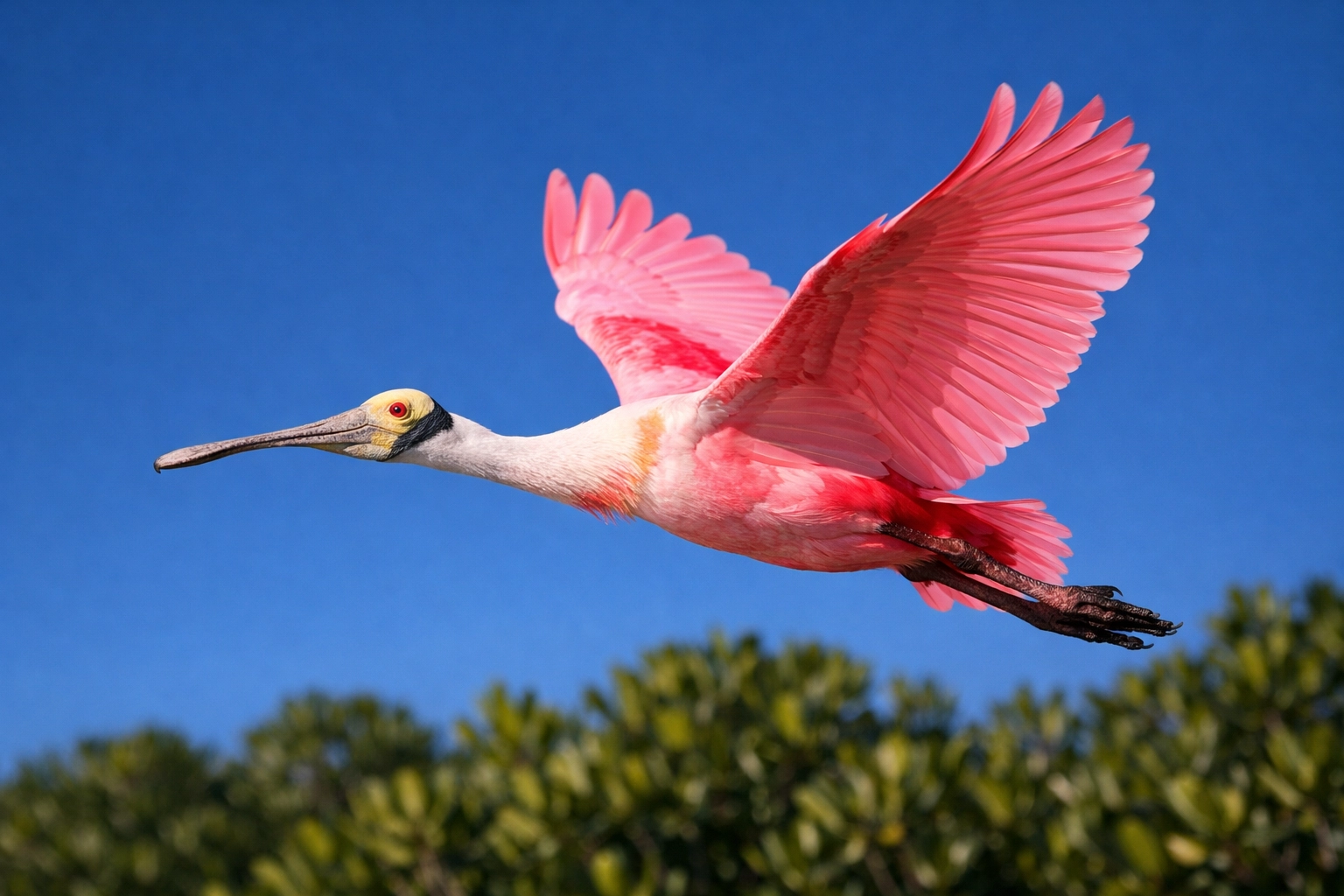 Roseate Spoonbill in flight over Everglades mangroves showing vibrant pink feathers.