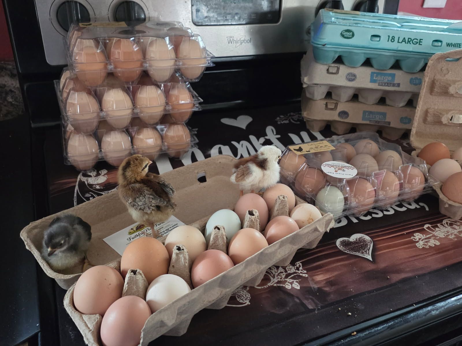 Variety of colorful eggs with baby chicks on the cartons