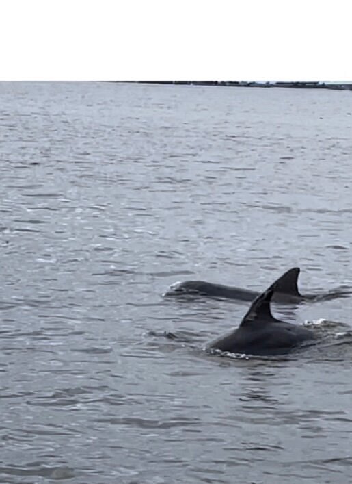 Dolphins in the Indian River Lagoon