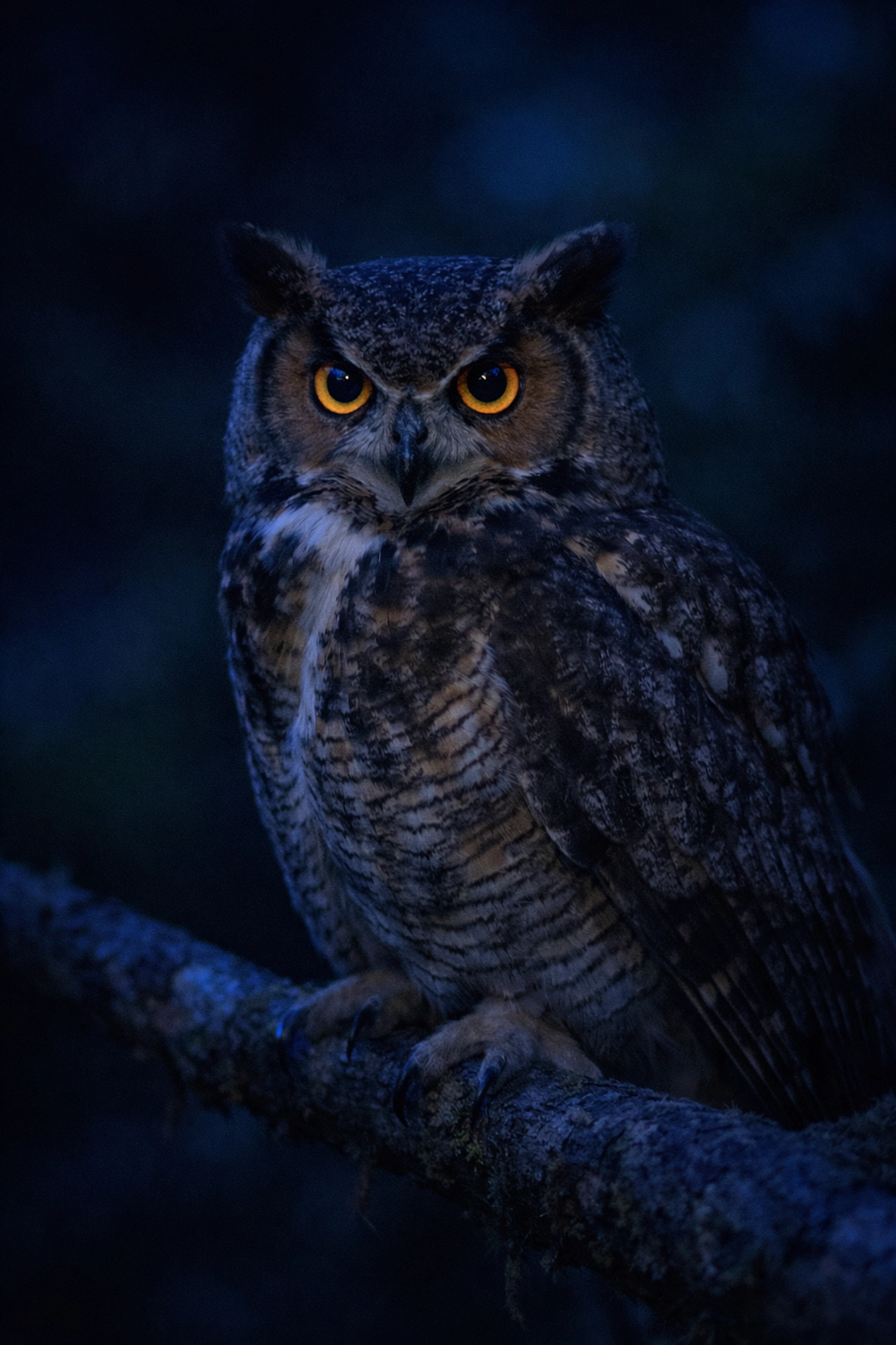 Nocturnal owl during nighttime zoo program captured with low-light wildlife photography