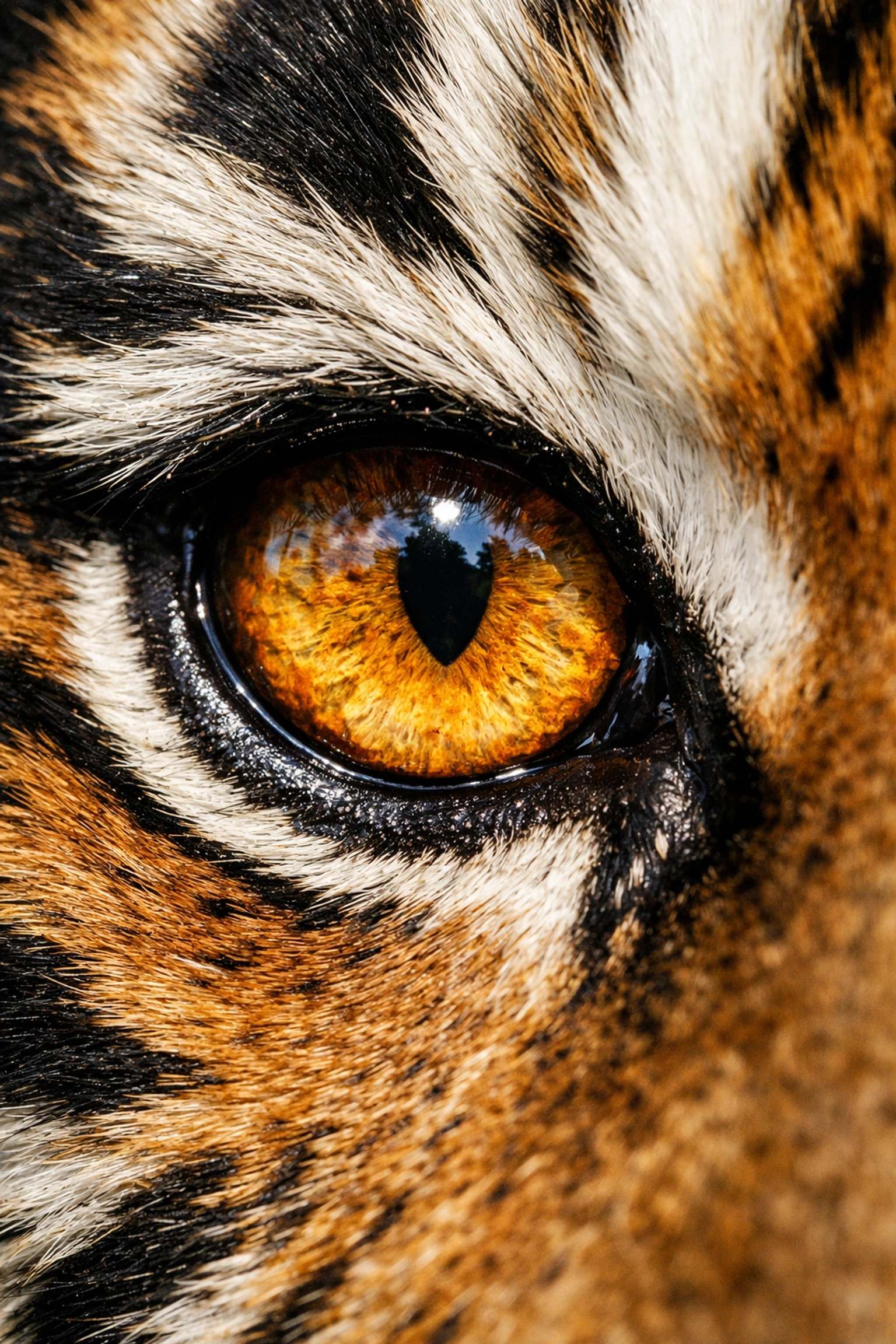 Extreme close-up of a Bengal tiger's eye highlighting sharp detail and pupil clarity.
