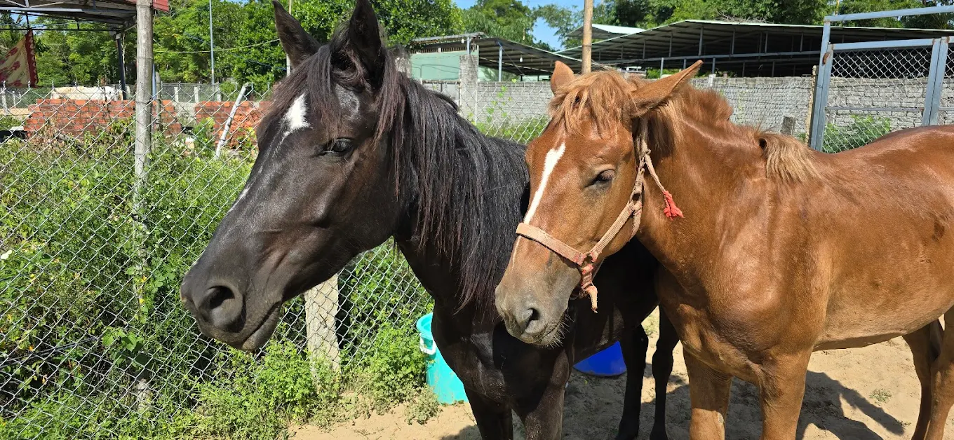 Two horses at VEC with stables visible in the background
