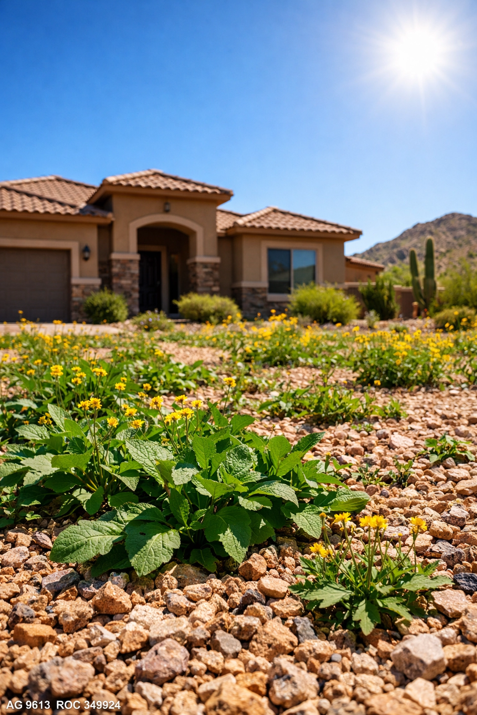 Invasive desert weeds growing through landscape granite at a Peoria AZ home in Westwing Mountain.
