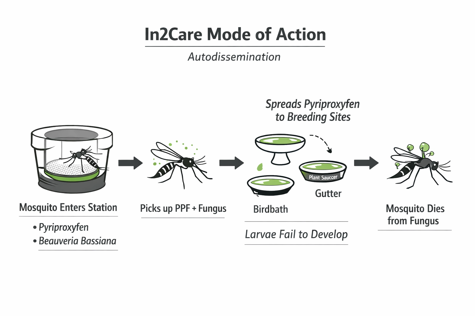 In2Care mode of action (autodissemination): Aedes mosquitoes pick up pyriproxyfen + Beauveria bassiana at the station and carry it to other breeding sites.