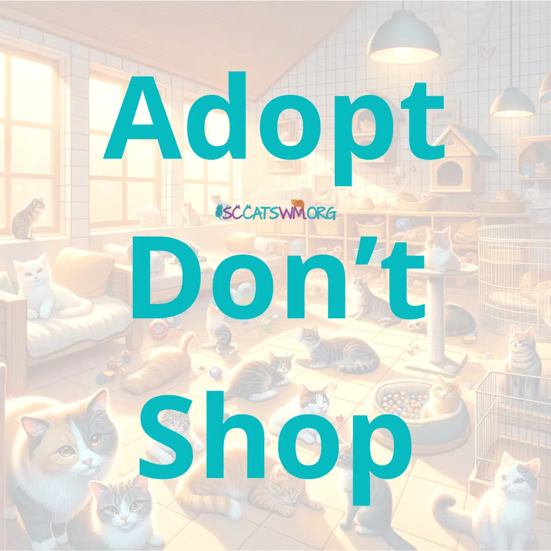 The main adoption room at Second Chance Cats of West Michigan, designed for comfort and socialization.