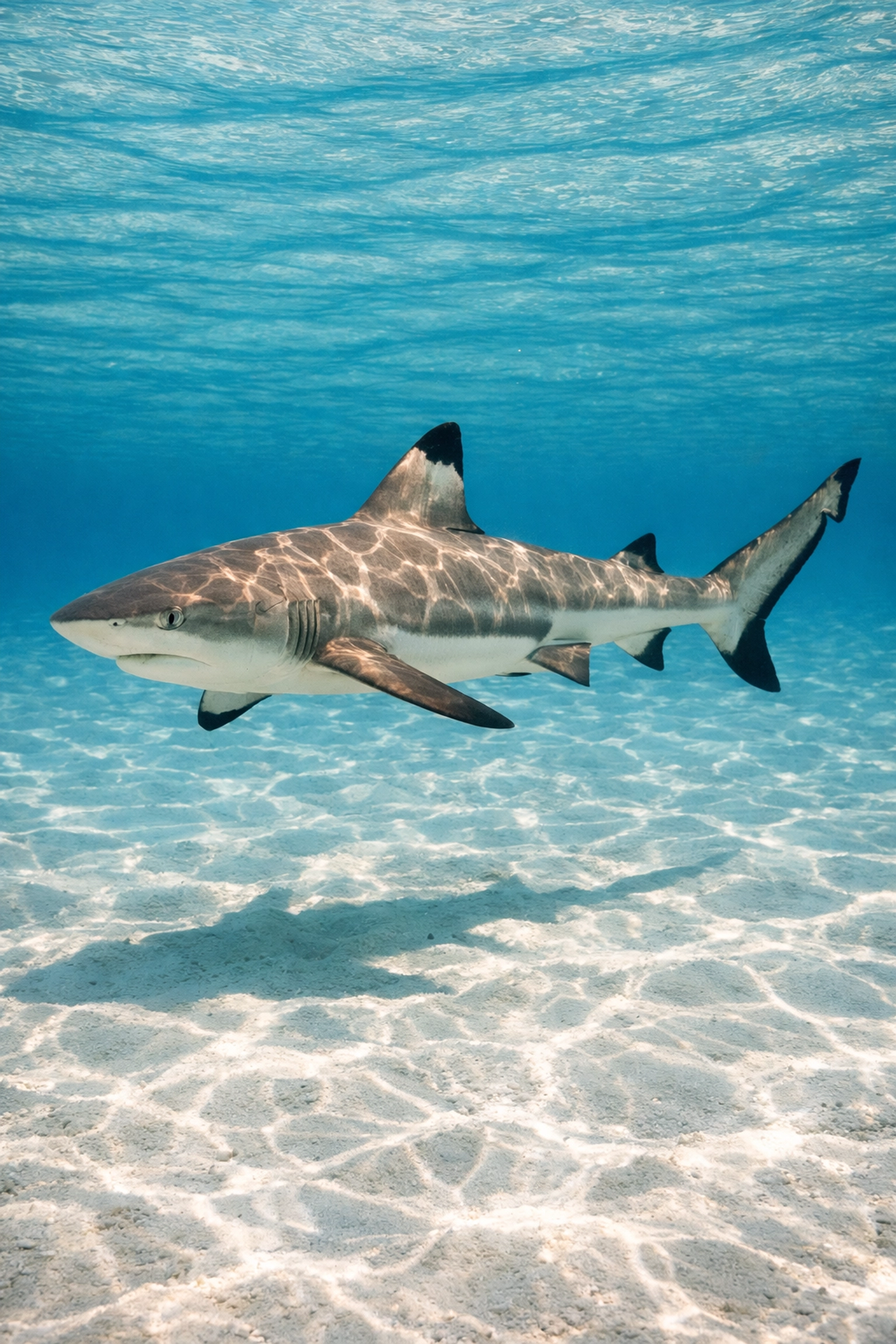 Professional Blacktip Reef Shark stock photo showcasing high-quality aquarium marketing media.
