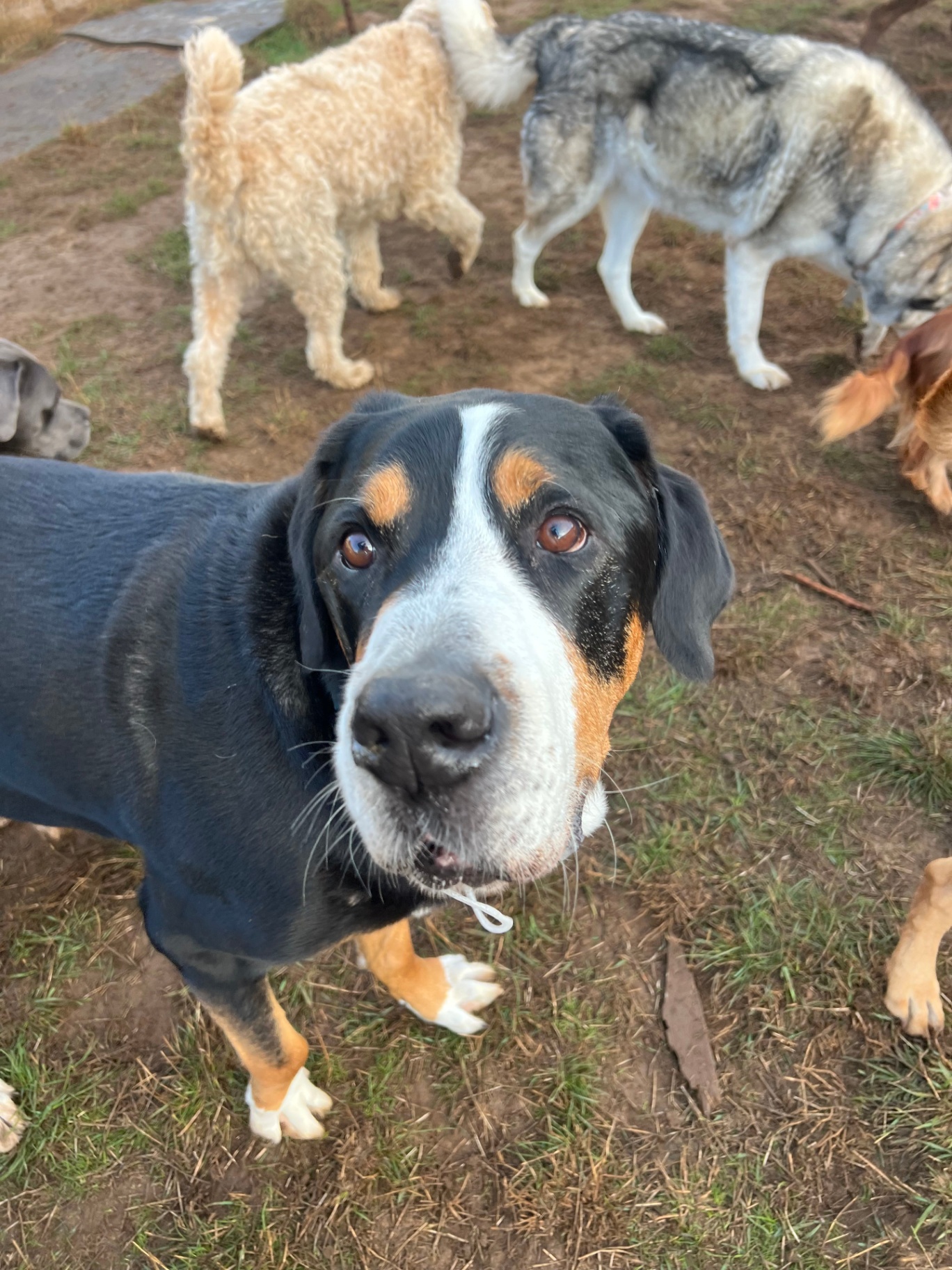 A group of friendly dogs socializing