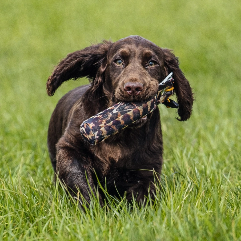 A young brown spaniel enthusiastically returns with a camouflage training dummy in its mouth.