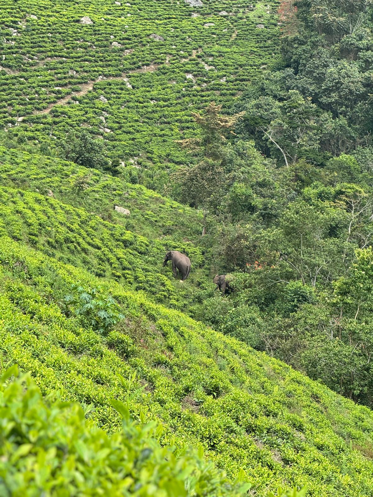 Elephants in tea plantations near Bwindi on a gorilla trekking safari route