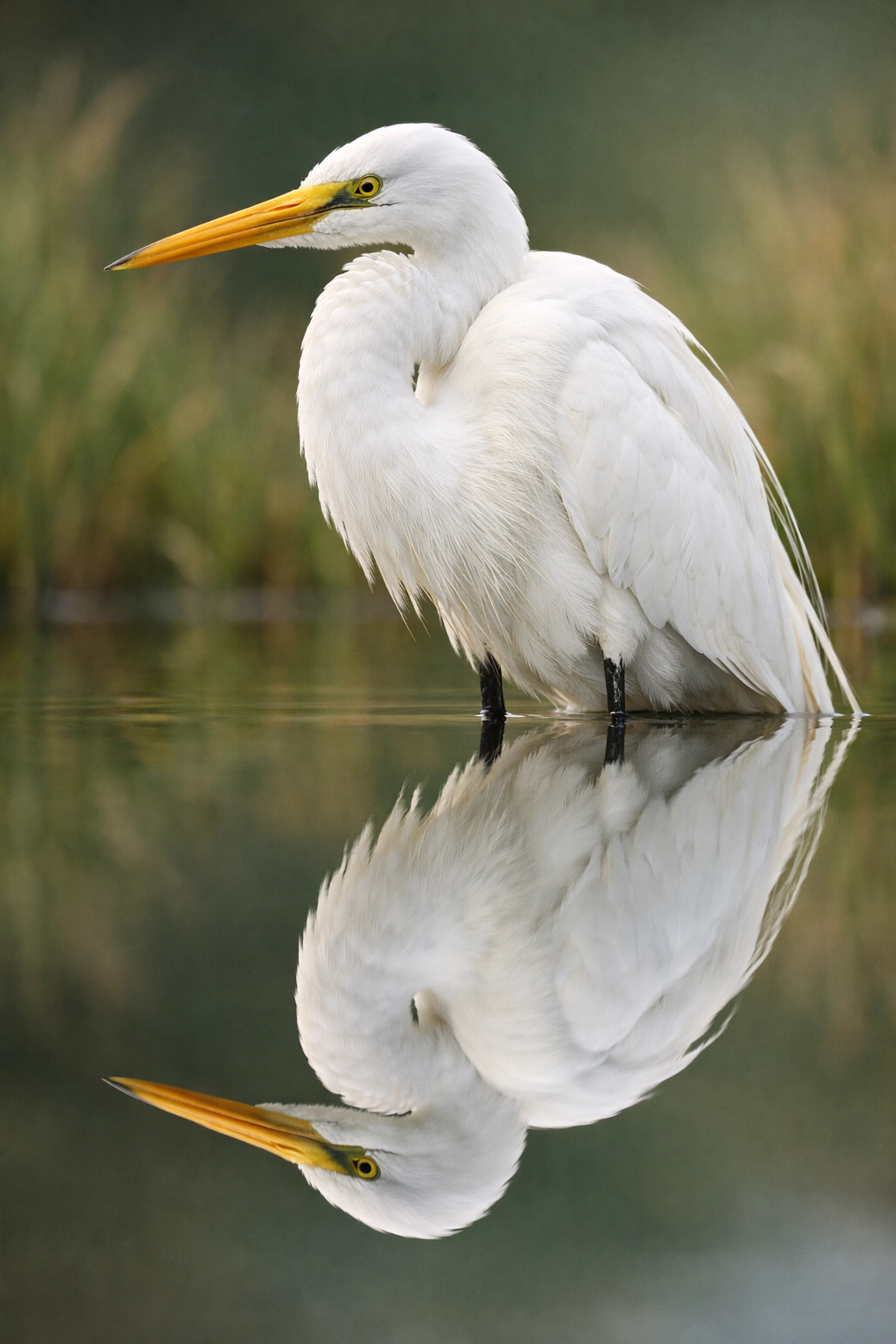 Low-angle reflection of a Great Egret standing in the shallow water of the Everglades.