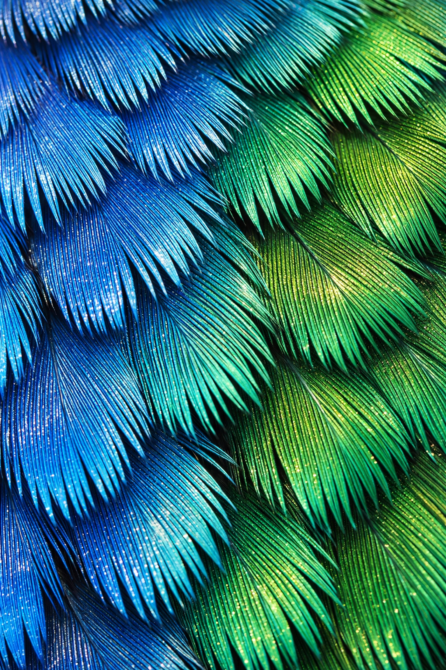 Macro detail of colorful kingfisher feathers showcasing high-quality and ethical wildlife imagery.