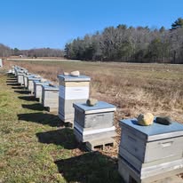Row of Beehives at Vineyard Farm