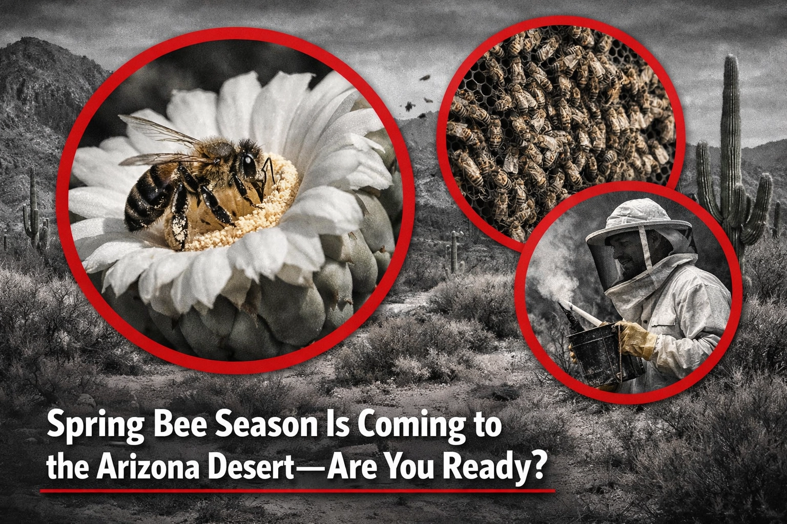 [HERO] Spring Bee Season Is Coming to the Arizona Desert: Are You Ready?