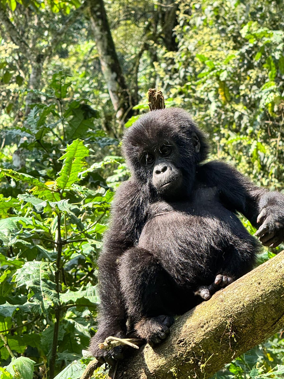 Mountain Gorilla in Bwindi Impenetrable Forest