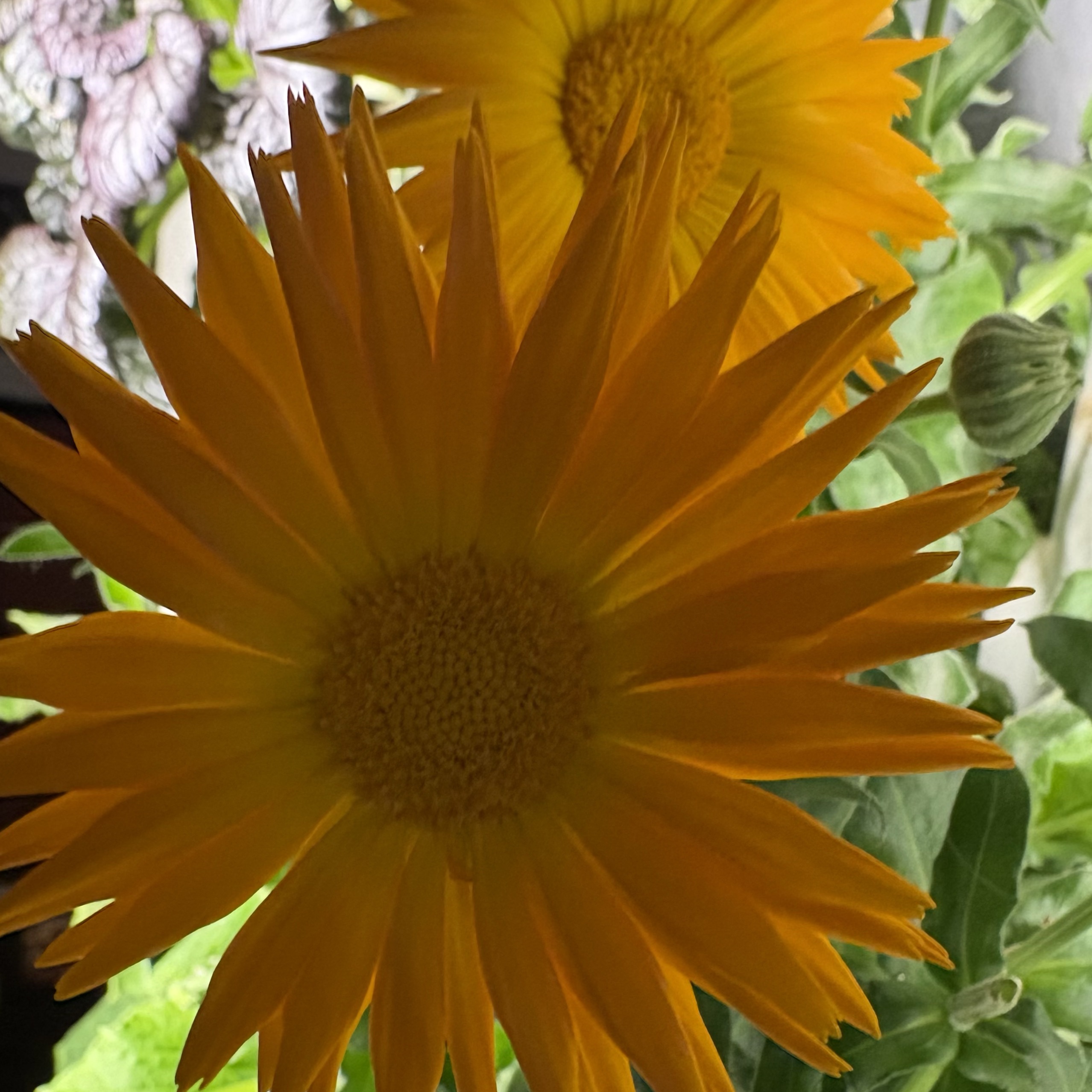 Harvesting fresh kale from home hydroponic tower garden for gut health benefits