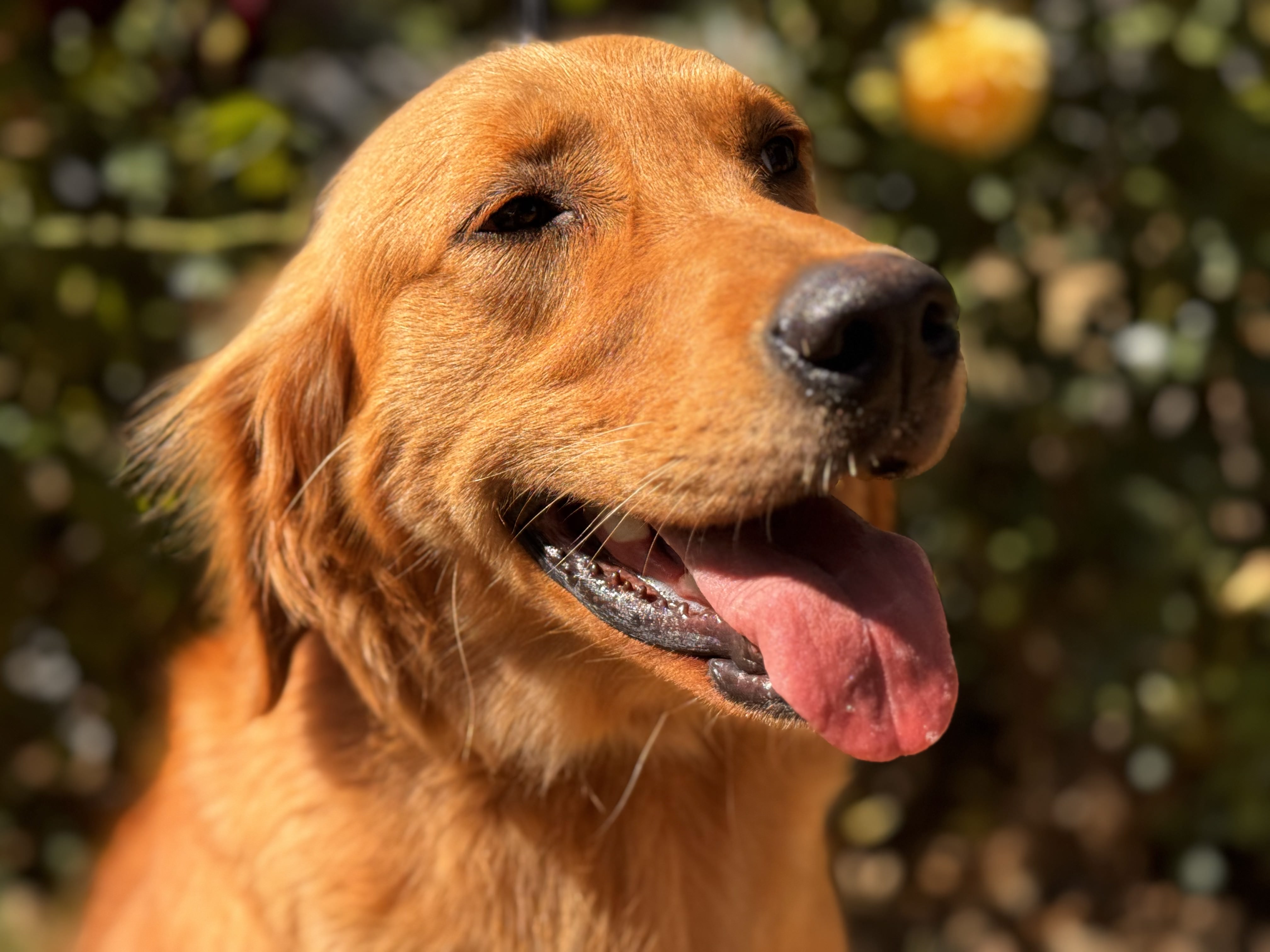A happy Golden Retriever
