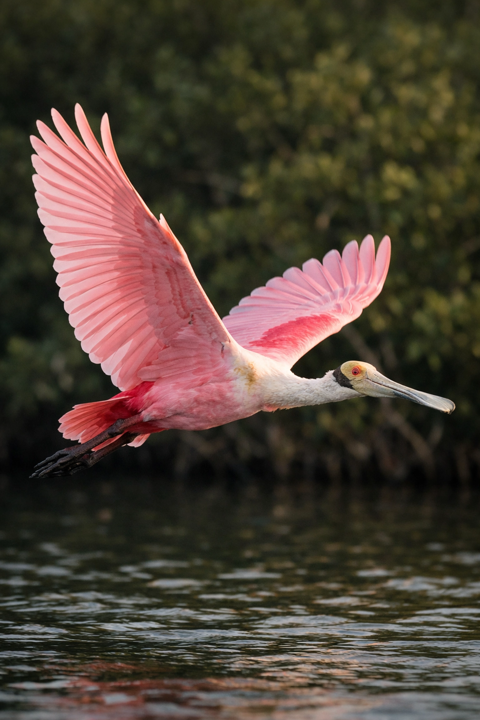Roseate Spoonbill flying over Paurotis Pond, showcasing spectacular wildlife photography in the Everglades.