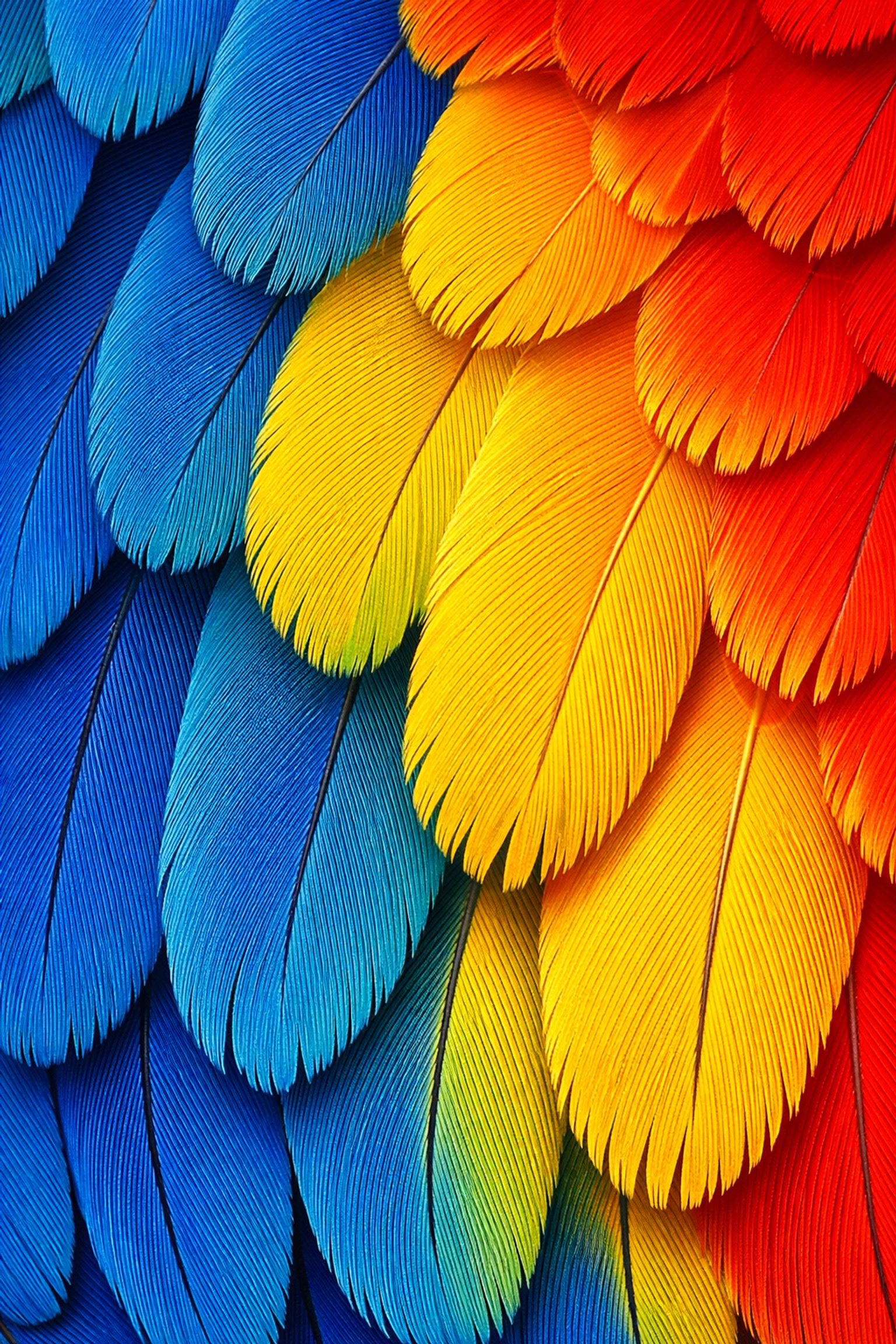 Detailed macro photo of vibrant bird feathers showing perfect image quality after compression.