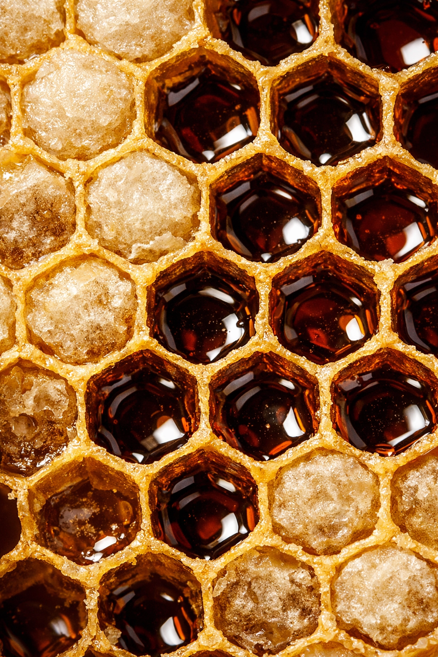 Macro shot of raw honeycomb cells filled with dark, nutrient-rich wild forest honey.